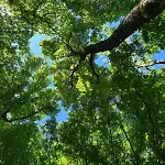 Üdülőpark Forest