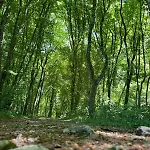 Forest Üdülőpark Durbuy