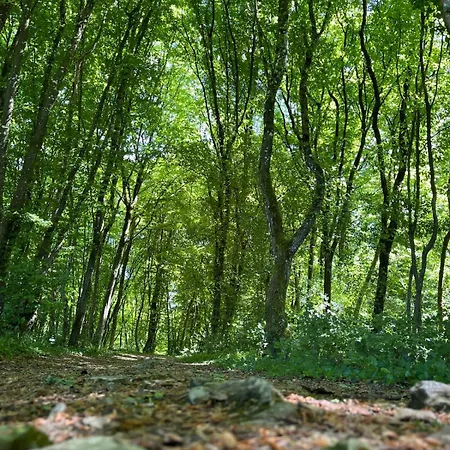 Forest Üdülőpark Durbuy