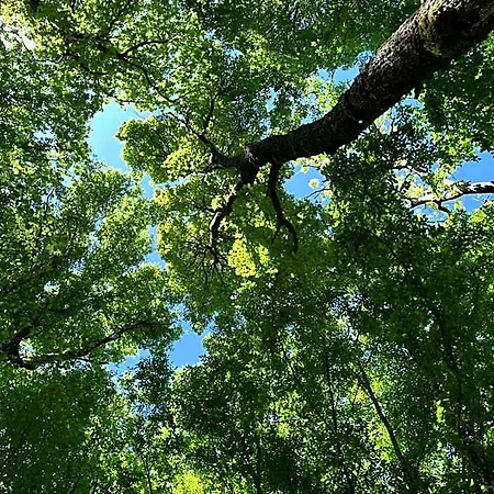 Forest База отдыха