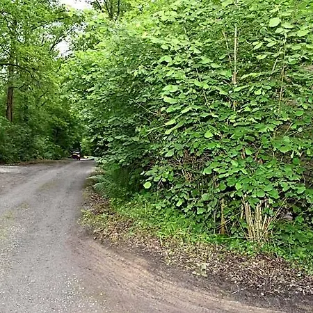 База отдыха Forest *