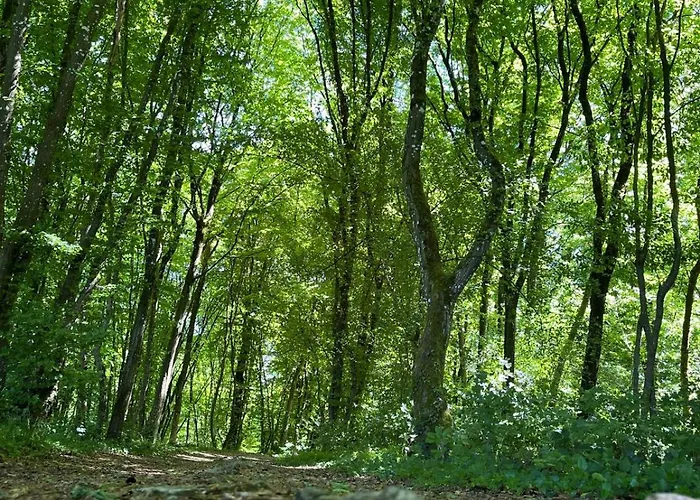 Forest 홀리데이파크 더뷔